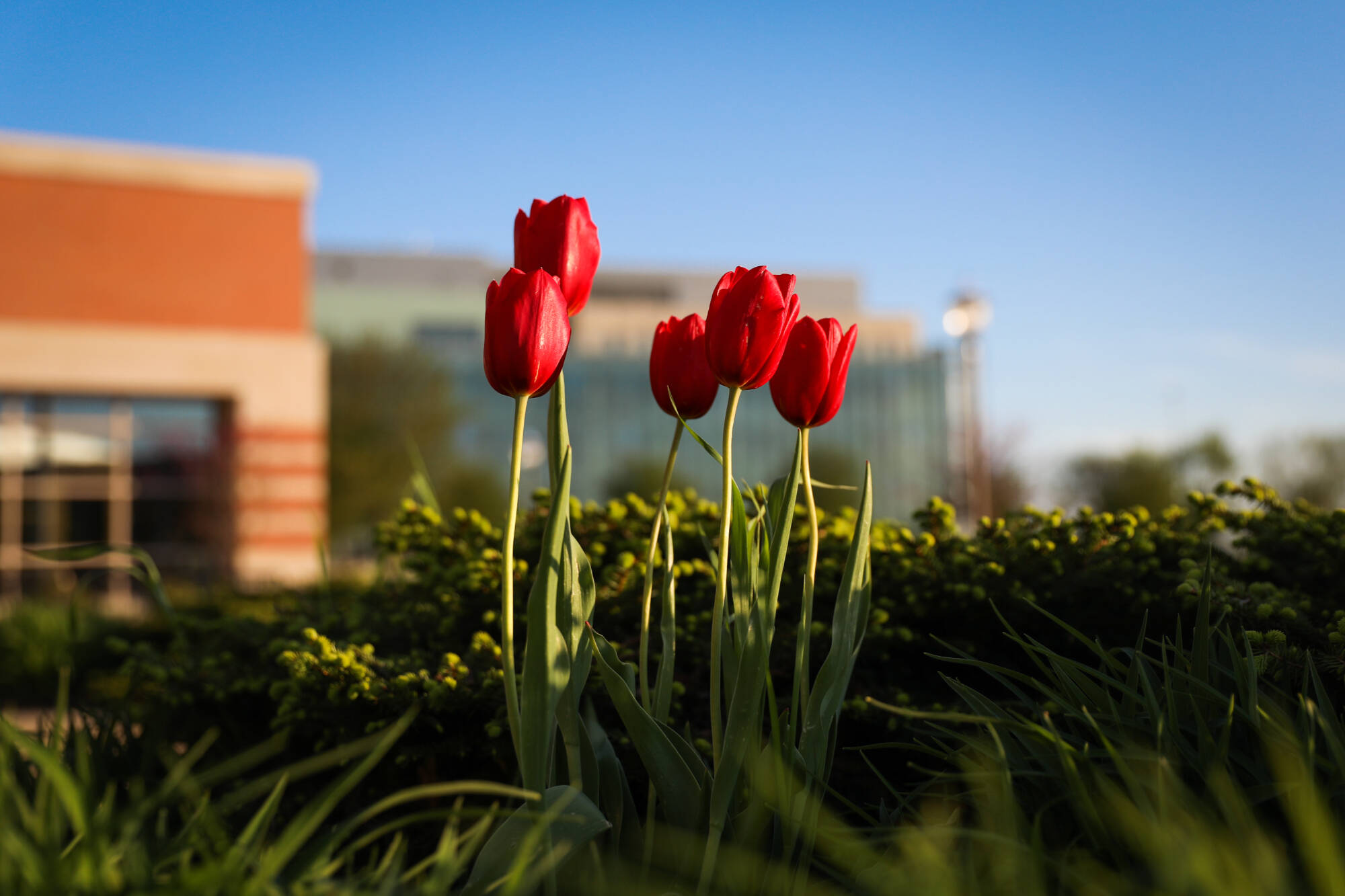 Red tulips bloom on valley campus